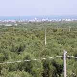 ...dal quale ammiriamo un panorama stupendo: la vista � dominata in tutte le direzioni da sterminate distese di ulivi. Volgendo lo sguardo verso il mare si nota Giovinazzo, "segnalata" dall'inconfondibile cupola della sua cattedrale